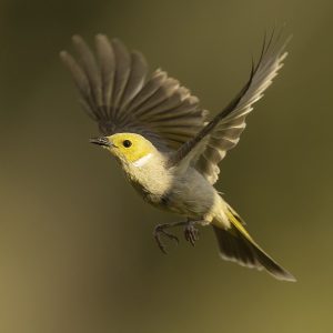 White-plumed honeyeater (Ptilotula penicillata), Capertee Valley, New South Wales, Australia