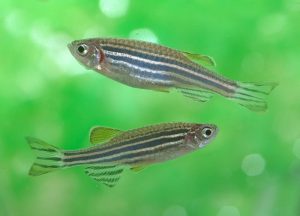 Two adult zebrafish (small fish with horizontal stripes across the body).