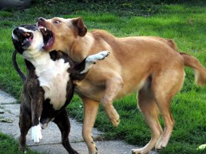 Two dogs, Jeffrey and Henry, fighting. "Daisy and Buster in a mock dog fight." by kennethkonica is licensed under CC BY-ND 2.0.