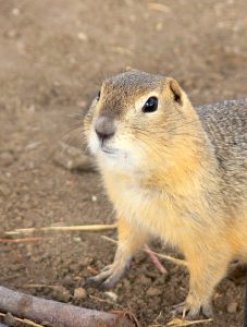 Image of a Gopher against sandy background