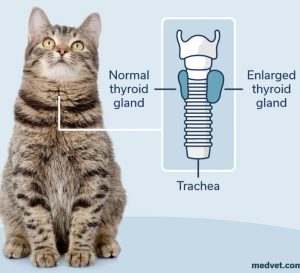 gray tabby with anatomical image onlay to the side showing thyroid glands on the trachea. the right is enlarged