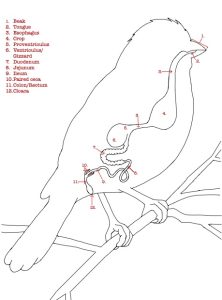 Diagram of an bird's digestive system.