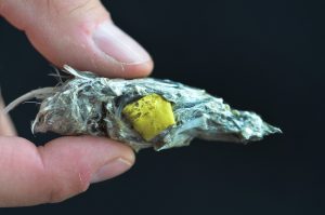 Example of a bird pellet containing fur, debris, and bones.