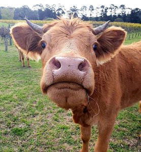 Young bovine looking at camera