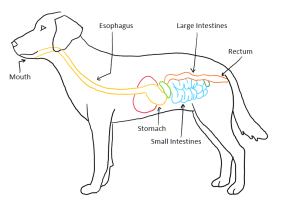 Drawing of dog depicting digestive system.