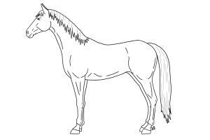 black outline of a horse