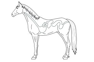 black outline of a horse and its digestive tract