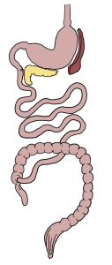 A drawing depicting different parts of the digestive system: stomach, small intestines, large intestines, spleen, and pancreas.