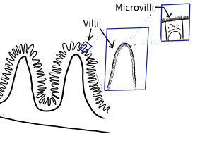 A drawing depicting the finger-like projections in the intestinal tract called Villi and a zoomed in drawing of the epithelial cell showing the microvilli on the outside of the cell.