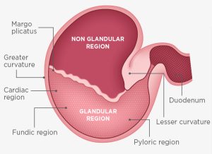 Figure 1. Equine stomach anatomy. The glandular region is the top half and the nonglandular the bottom. The nonglandular region includes the pylorus.