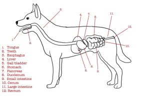 Digestive tract of a dog