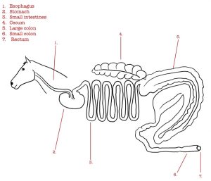 Horse digestive system, note the enlarged cecum