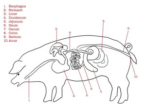 Digestive system of the pig with a spiral colon