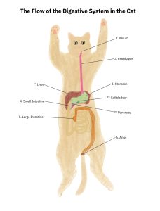 image of a cat with the internal GI organs depicted and labeled