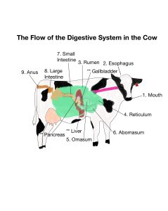 image of a cow with the parts of the gi tract labeled