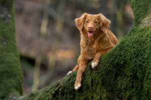 Brown dog sitting on a mossy tree