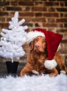 Dog wearing Santa hat