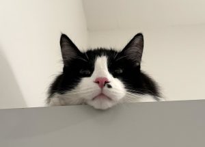 black and white cat looking over a ledge