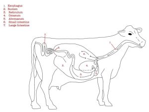 Digestive system of a cow