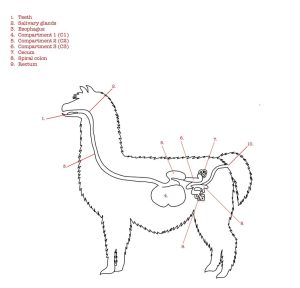 Digestive system of a llama