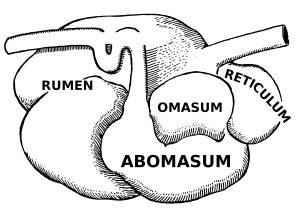 Diagram of ruminant stomach depicting rumen, reticulum, omasum, and abomasum