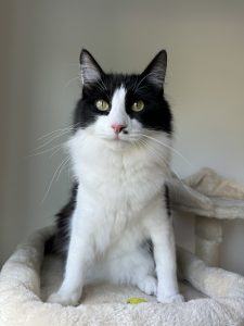 alert black and white cat sitting on a white cat bed