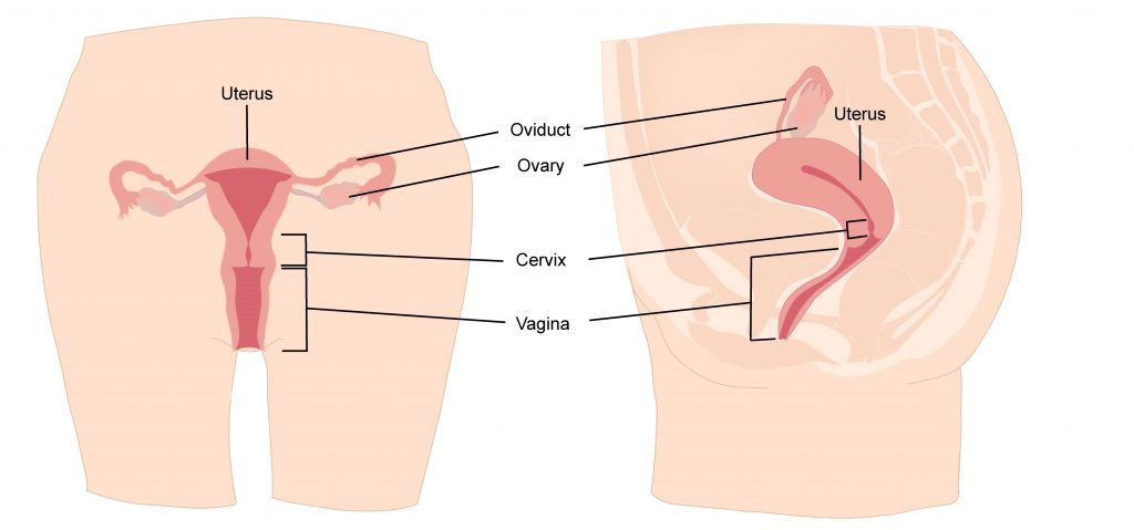 Illustration of internal female reproductive organs, front and side view