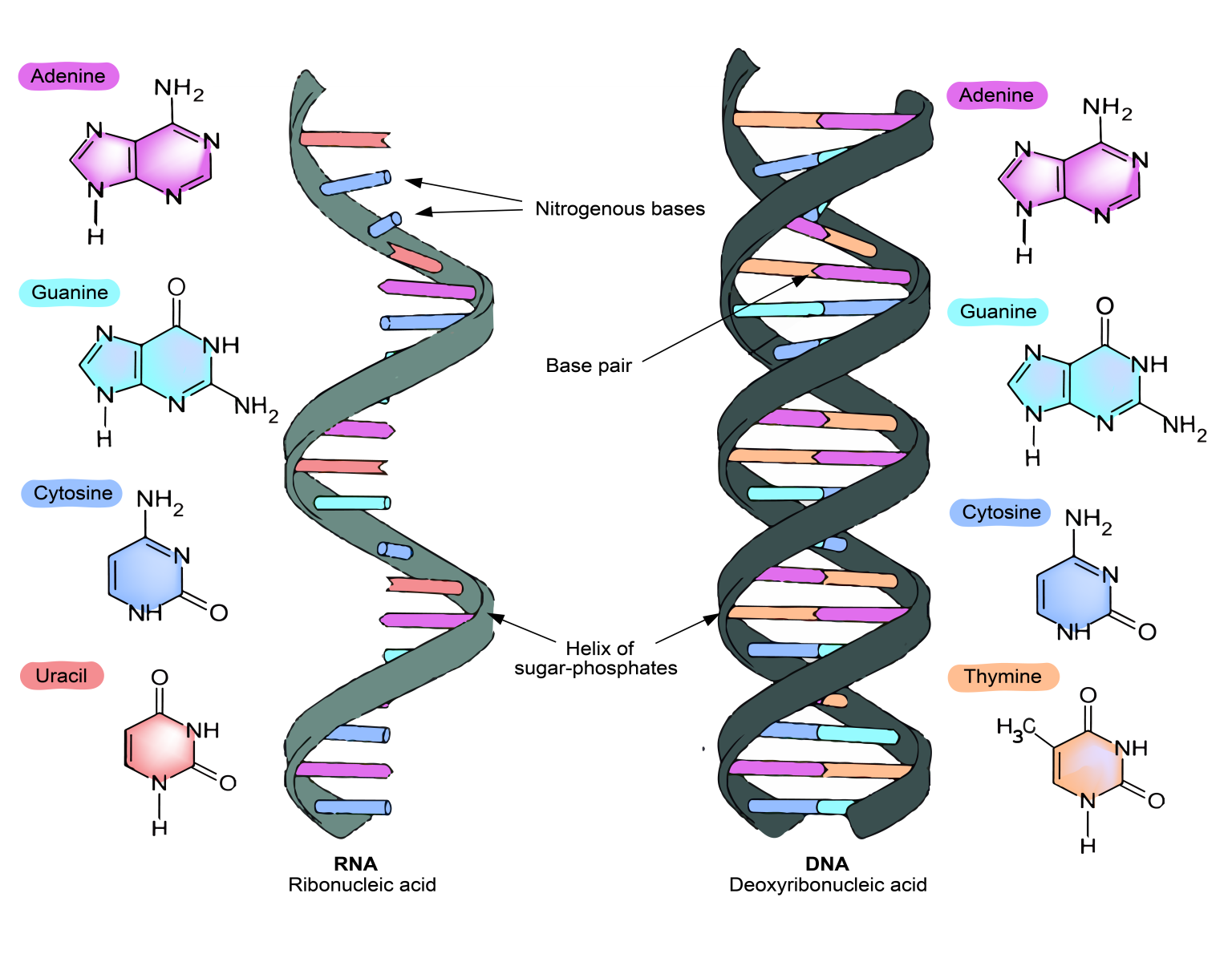 5.3 Protein Synthesis Requires RNA – Evolution and Biology of Sex