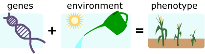 An icon of a chromosome labeled genes + an icon showing sunlight and water labeled environment creates an icon showing corn plants labeled phenotype.