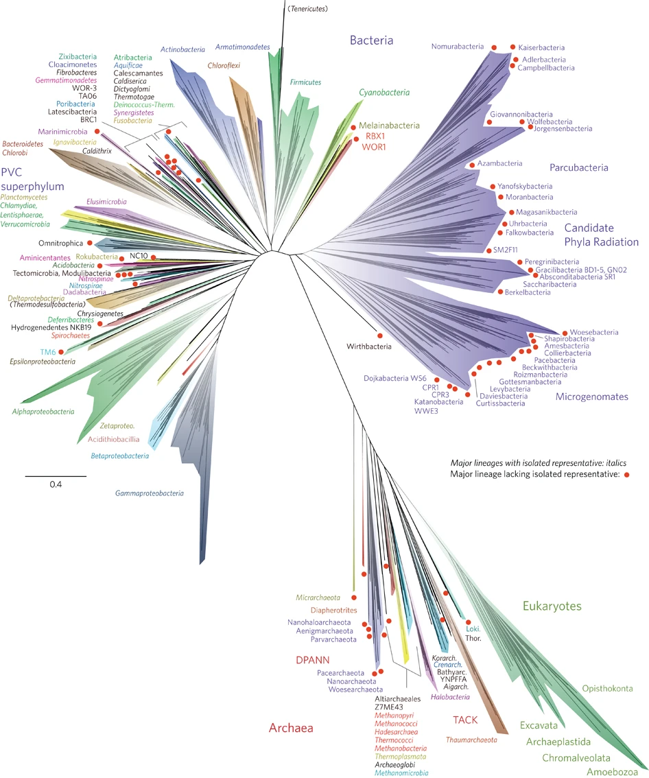 The universal tree of life. A phylogenetic tree showing the three domains of life: Bacteria, Eukaryotes, and Archaea.