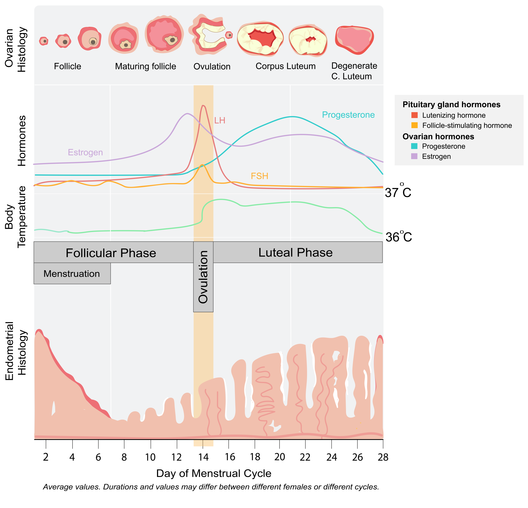 13.8 Female Reproductive Physiology – Introduction To The Evolution 