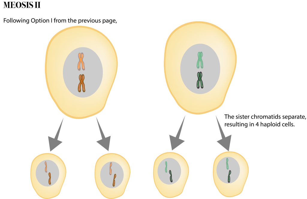 66 Meiosis Ii Evolution And Biology Of Sex