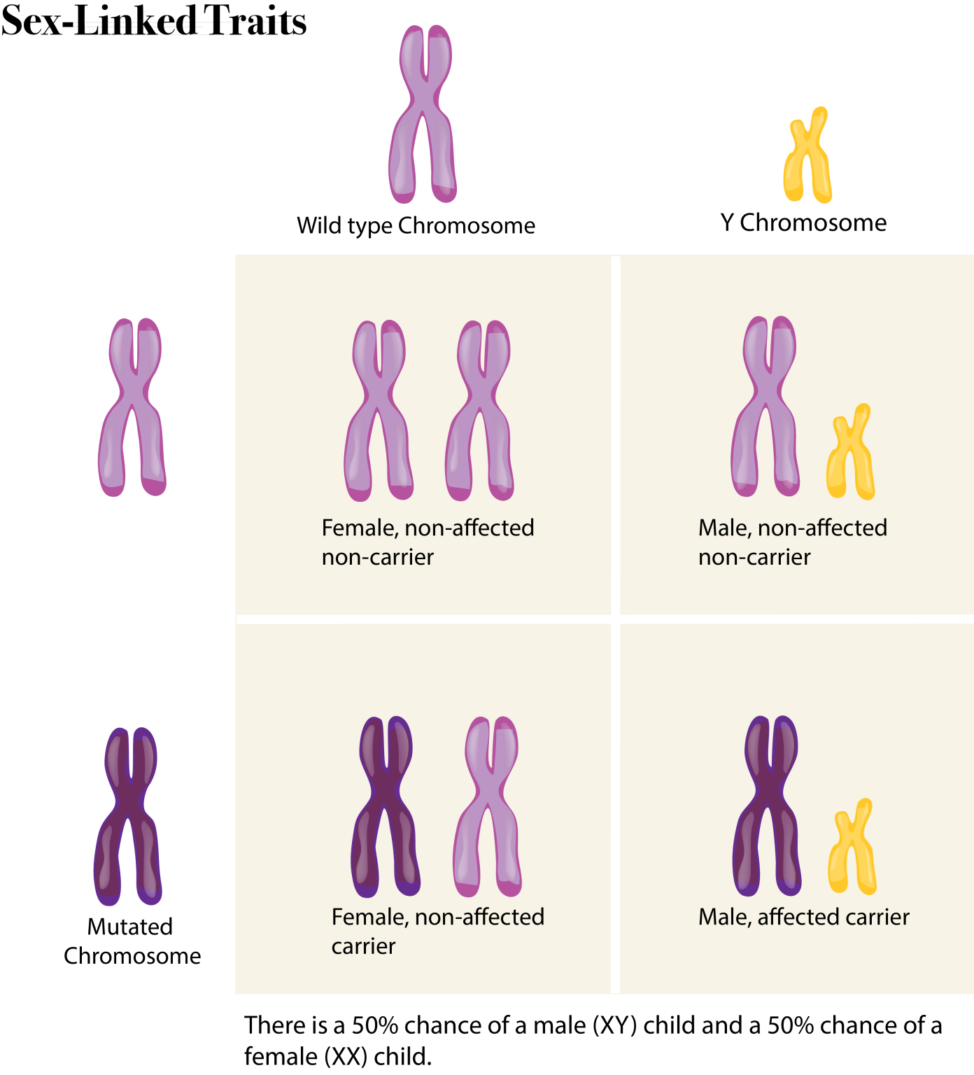 612 Sex Chromosomes Introduction To The Evolution And Biology Of Sex 2483