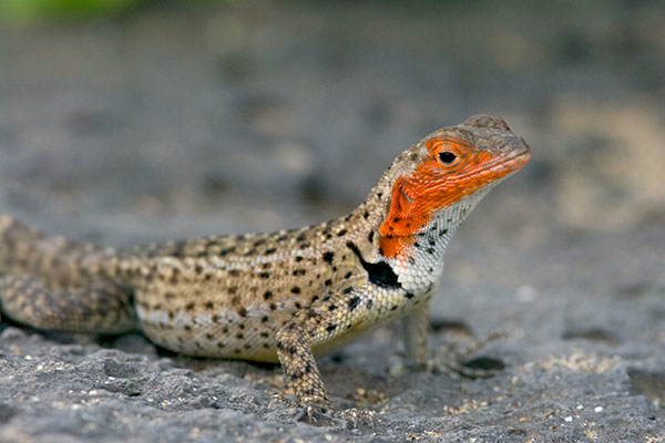 image of a lizard