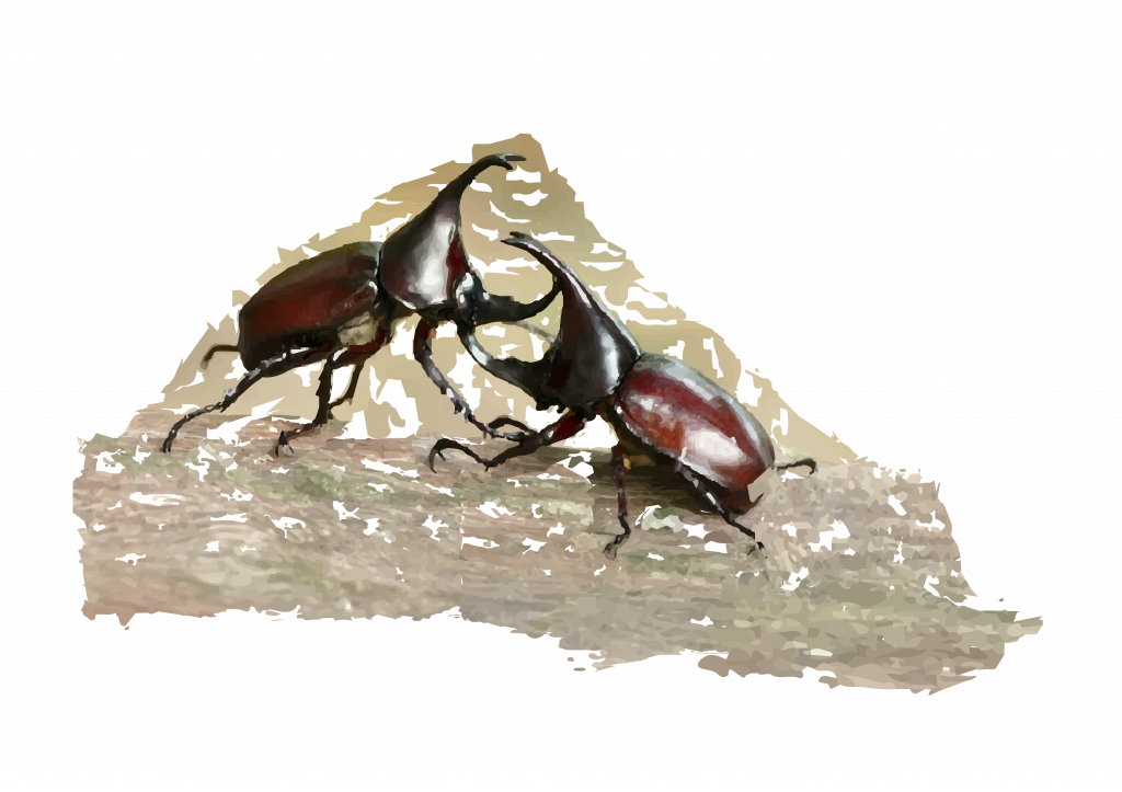 image of two Hercules beetles fighting