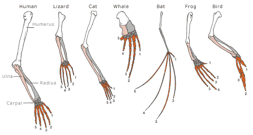 Image of human, lizard, cat, whale, bat, frog, and bird forelimbs.