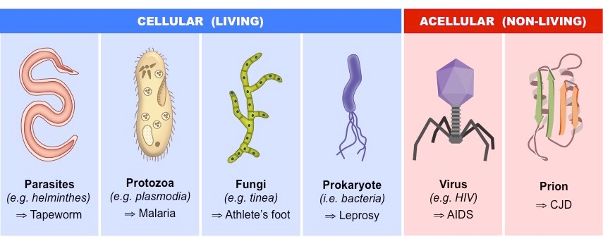 image of cellular and acellular pathogens