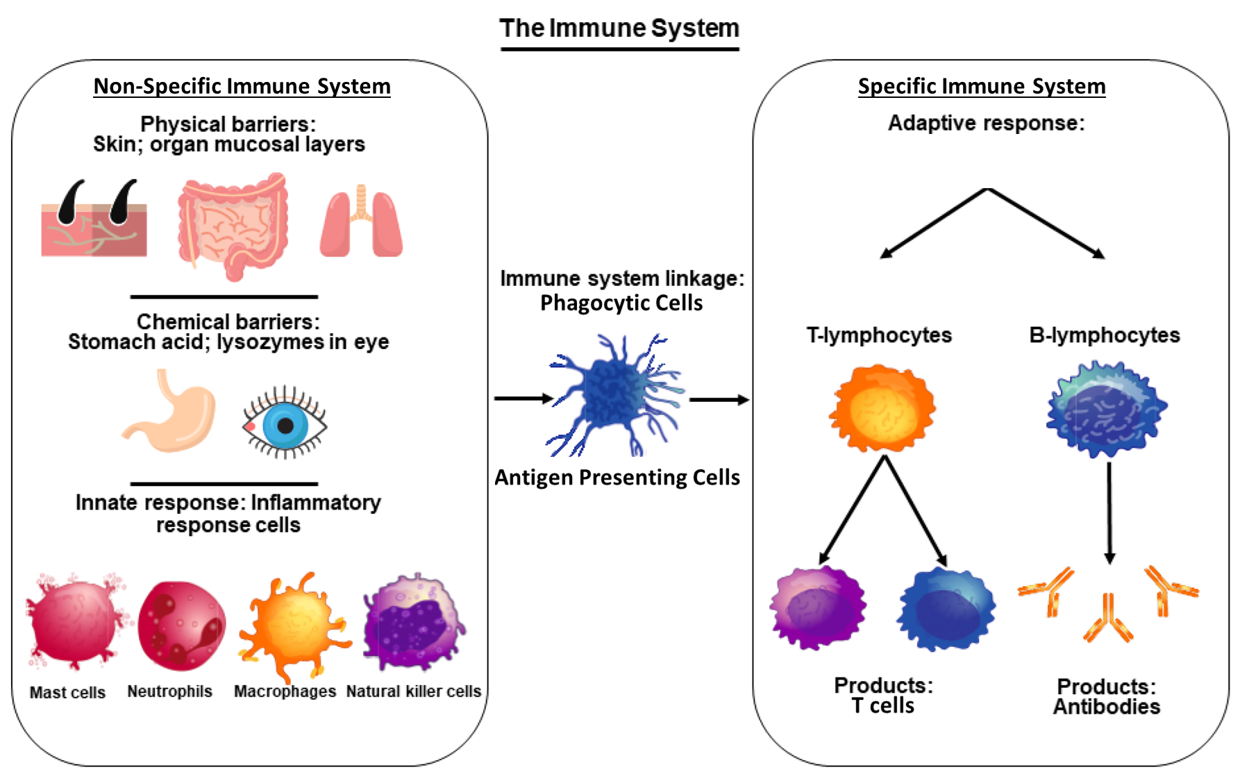 image of the non-specific and specific immune systems, connected by immune system linkage