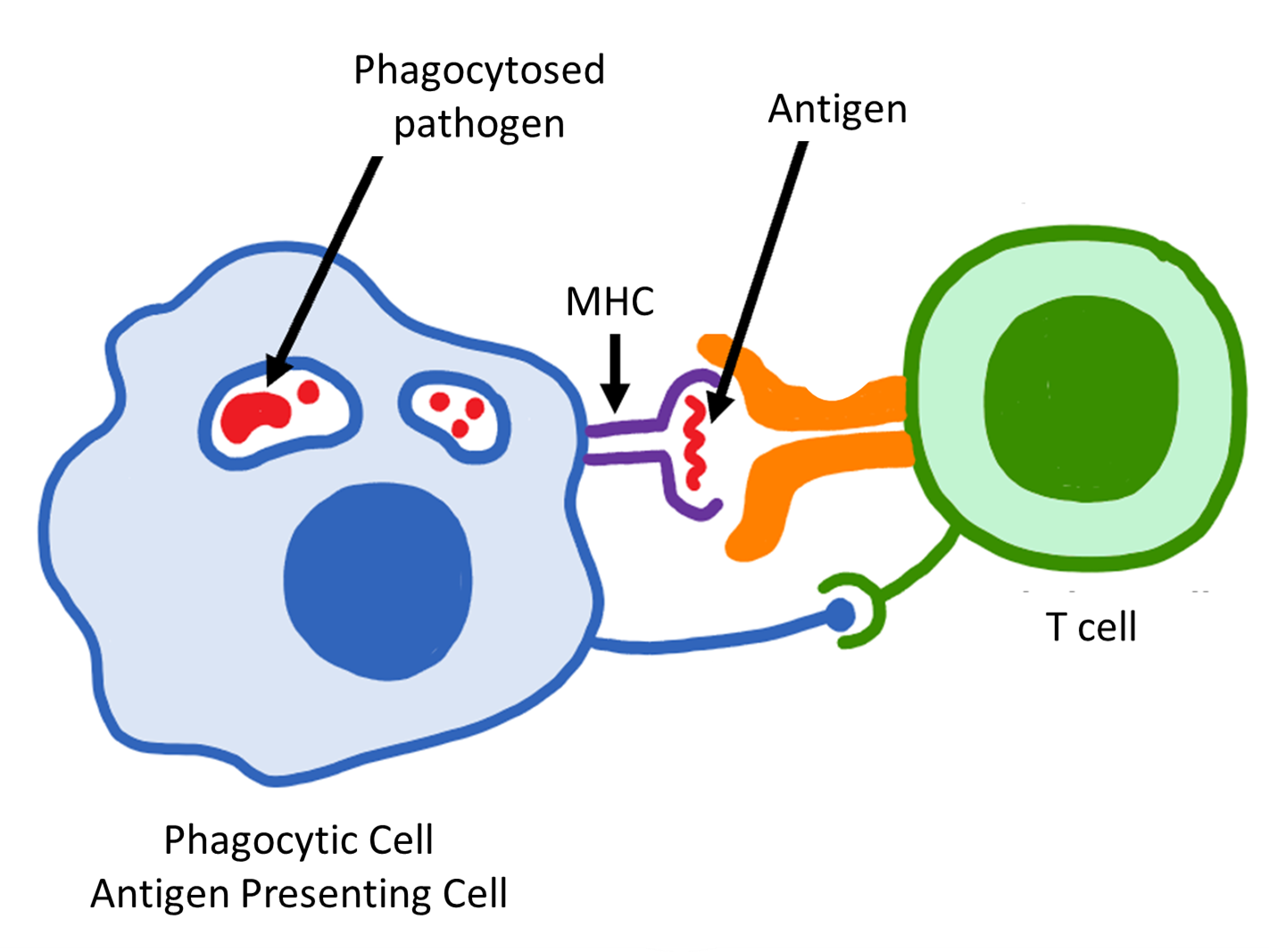 image of an antigen presenting cell and a T cell
