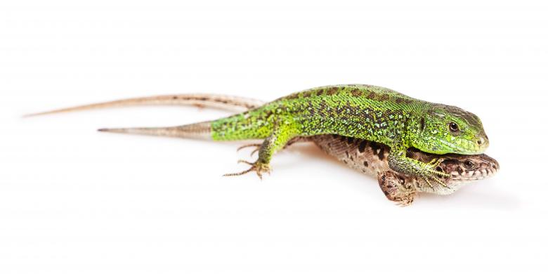 image of male and female sand lizard