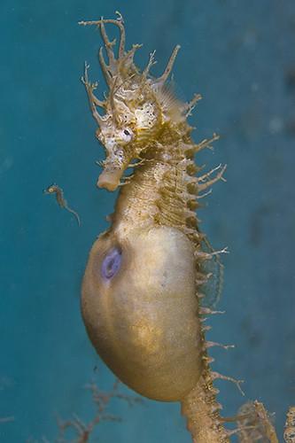 Image of a male seahorse giving birth