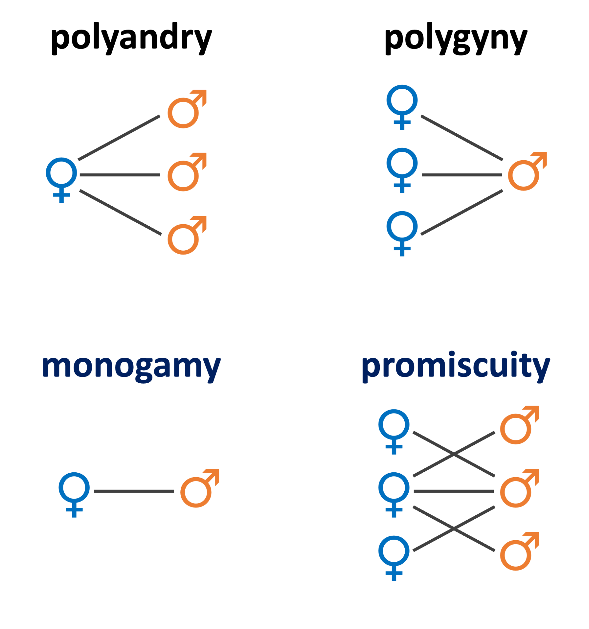 Four diagrams describing polyandry, polygyny, monogamy, and promiscuity.