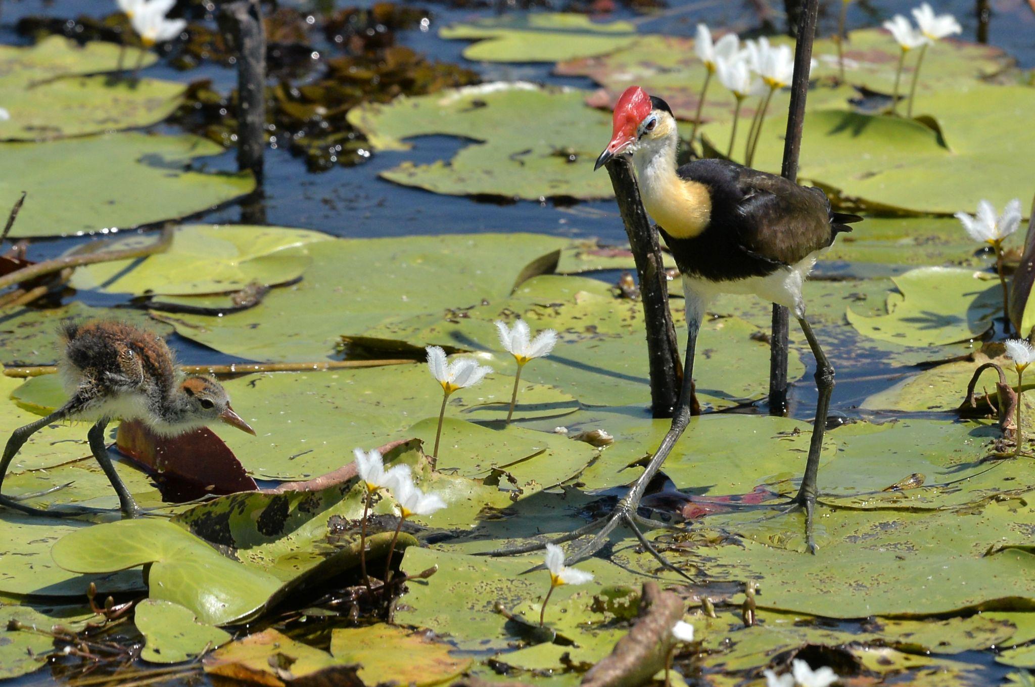 Image of Comb-crested Jacanas