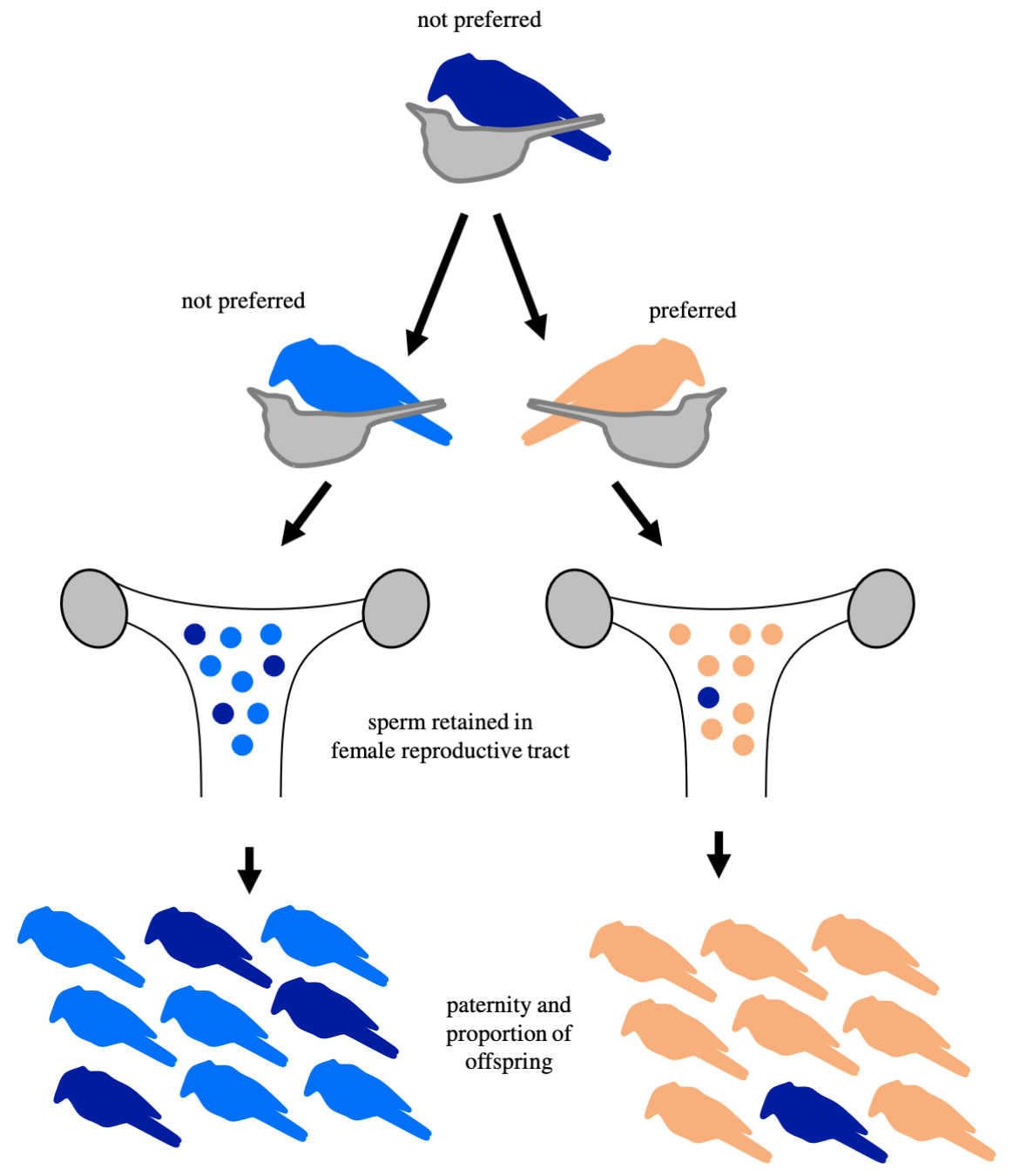 Diagram showing offspring outcomes of preferred and not-preferred male partners