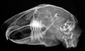 X-ray of a rabbit skull highlighting the length of the teeth.