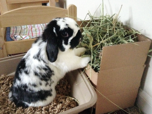 A bunny sitting in their litter box, eating hay.