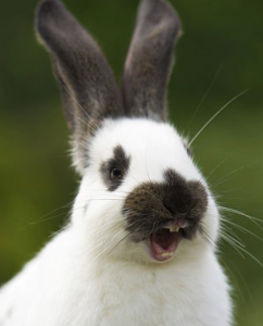 A rabbit showing off her teeth during a yawn.