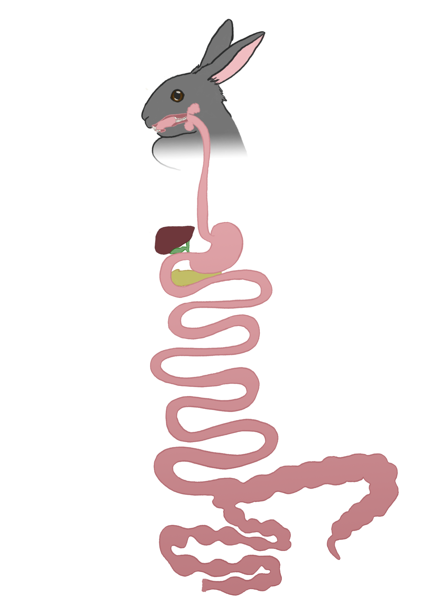 Anatomy of the Bunny Digestive System – Bunny Bellies: Hopping In and ...