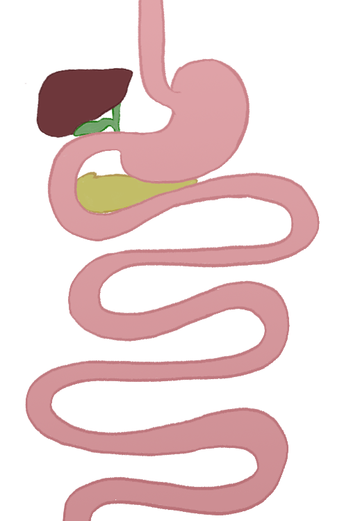The Stomach and Small Intestine (Guest Starring the Liver and Pancreas ...
