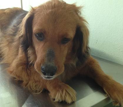 Golden retriever with chronic hypothyroidism showing a “tragic facial expression”.